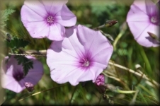 Bloemen